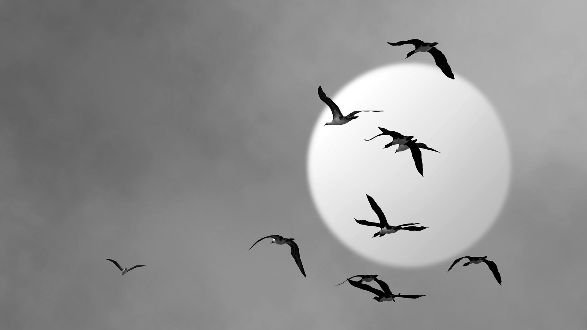 Basico-afmelding-nyhedsmail-fugle-flyver